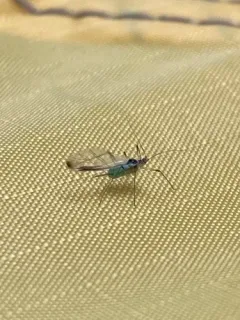 Spot-winged Raspberry Aphid thumbnail 3