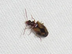 Lebia guttula thumbnail 2