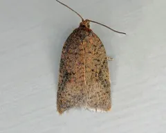 Half-ringed Acleris Moth thumbnail 3