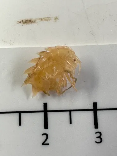 Acanthonotozoma cristatum