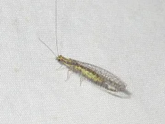Eremochrysa fraterna thumbnail 2