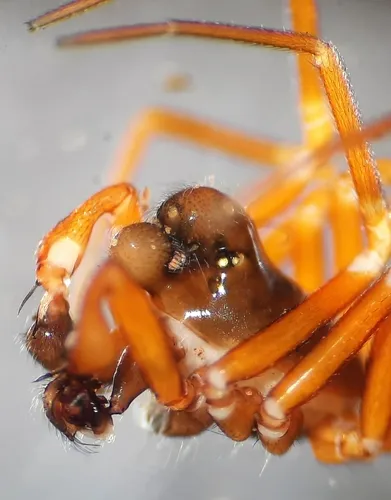 Coreorgonal petulcus