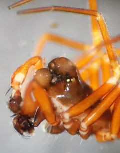 Coreorgonal petulcus thumbnail 1
