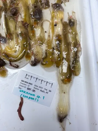 Ciona gelatinosa