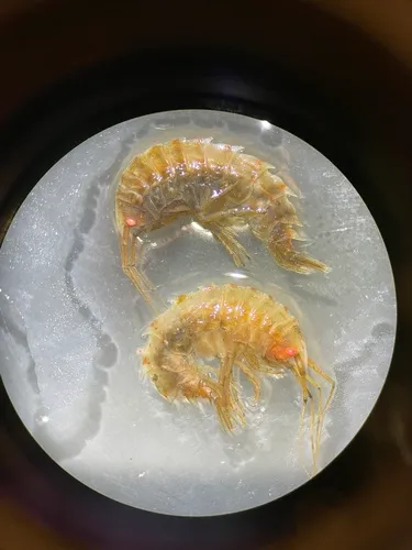 Nototropis smitti