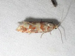 Eucopina ponderosa thumbnail 3