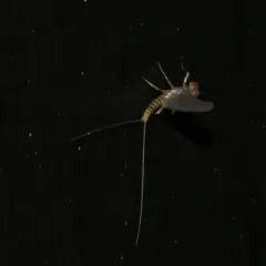 Little Blue-winged Olive thumbnail 3