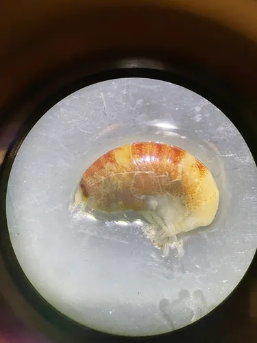 Socarnes bidenticulatus