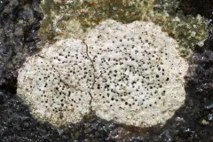 Bagliettoa calciseda thumbnail 2