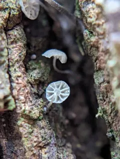 Mycena clavularis thumbnail 2