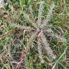 Forage Kochia thumbnail 3