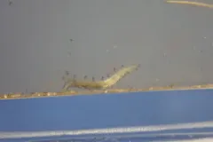 Alkali Fly thumbnail 2