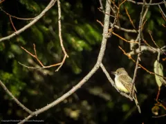 Dusky-capped Flycatcher thumbnail 2