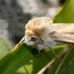 Sand-verbena Moth thumbnail 4