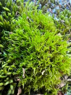 Rigid Beard Moss thumbnail 2