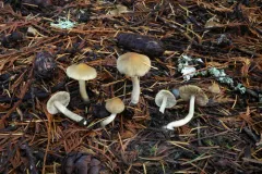 Inocybe chondroderma thumbnail 3