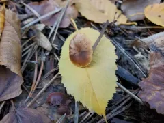 Cabbage Parachute thumbnail 3