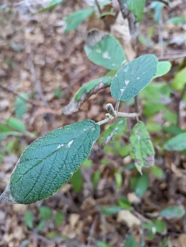Leatherleaf viburnum
