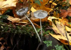 Coprinopsis marcida thumbnail 2