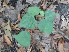 Erysiphe diffusa thumbnail 1