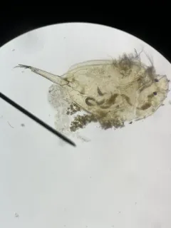 Camptocercus rotundus thumbnail 3