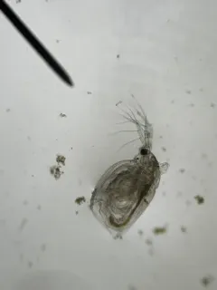 Simocephalus exspinosus thumbnail 2