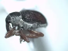 Amalus scortillum thumbnail 1