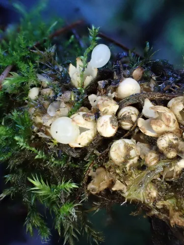 Sphaerobolus iowensis