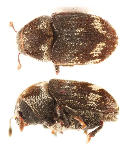 Hylesinus fasciatus