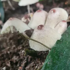 Leucocoprinus ianthinus thumbnail 3
