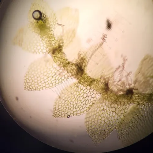 Calypogeia neogaea