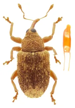 Rough Ash Seed Weevil thumbnail 2