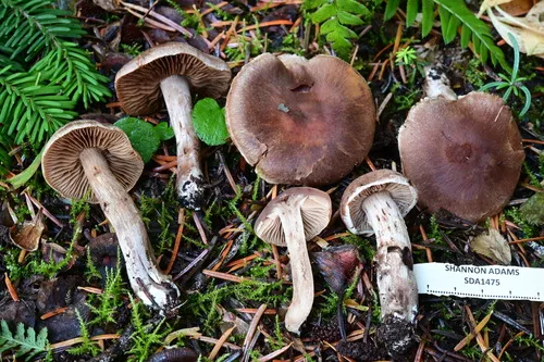 Cortinarius piceidisjungendus