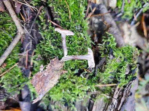Gymnopus barbipes