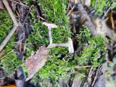 Gymnopus barbipes thumbnail 1