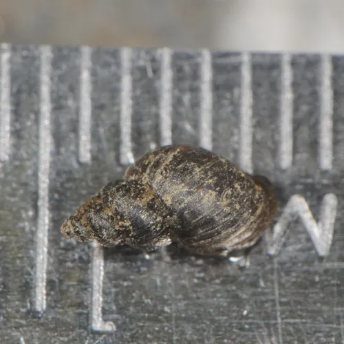 Marsh Fossaria