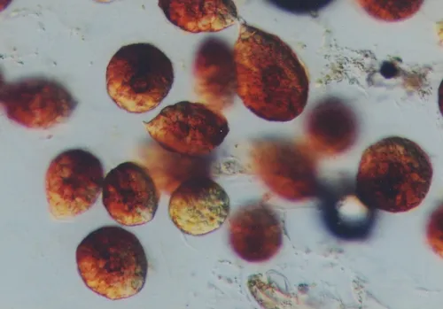 Euglena sanguinea