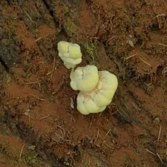 Western Hardwood Sulphur Shelf thumbnail 4