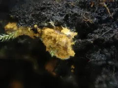 Oligonema persimile thumbnail 2
