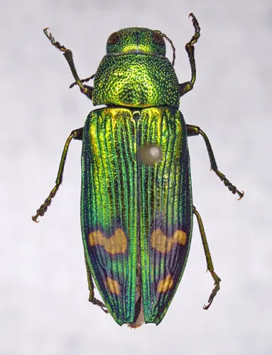 Orange-banded Jewel Beetle