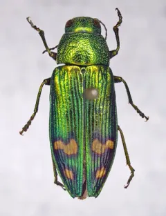 Orange-banded Jewel Beetle thumbnail 1