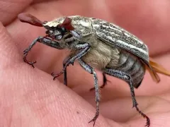 Polyphylla arguta thumbnail 1