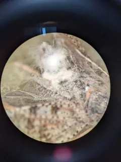 Metapochonia suchlasporia thumbnail 2