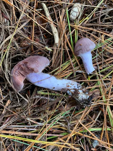 Cortinarius cinnamoviolaceus