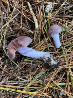 Cortinarius cinnamoviolaceus thumbnail 1