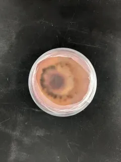 Colletotrichum fioriniae thumbnail 2