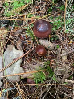 Rhodocollybia prolixa thumbnail 4