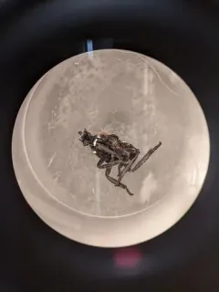 Cladosporium cladosporioides thumbnail 2