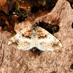 Enchoria lacteata thumbnail 1