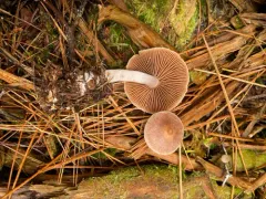 Cortinarius privignipallens thumbnail 4